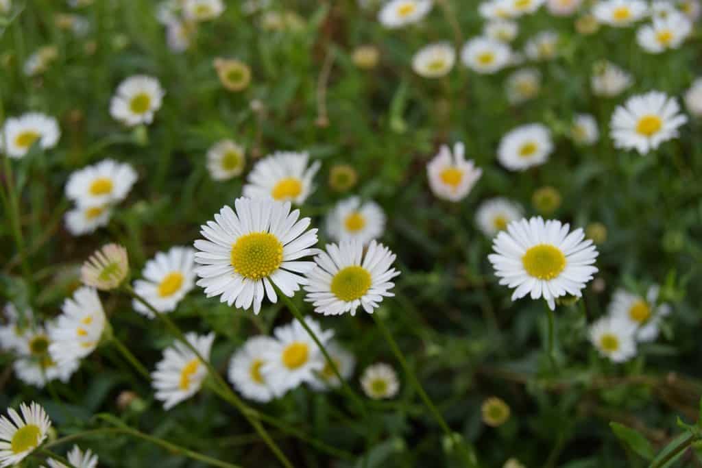 Erigeron karvinskianus 'Profusion' ---